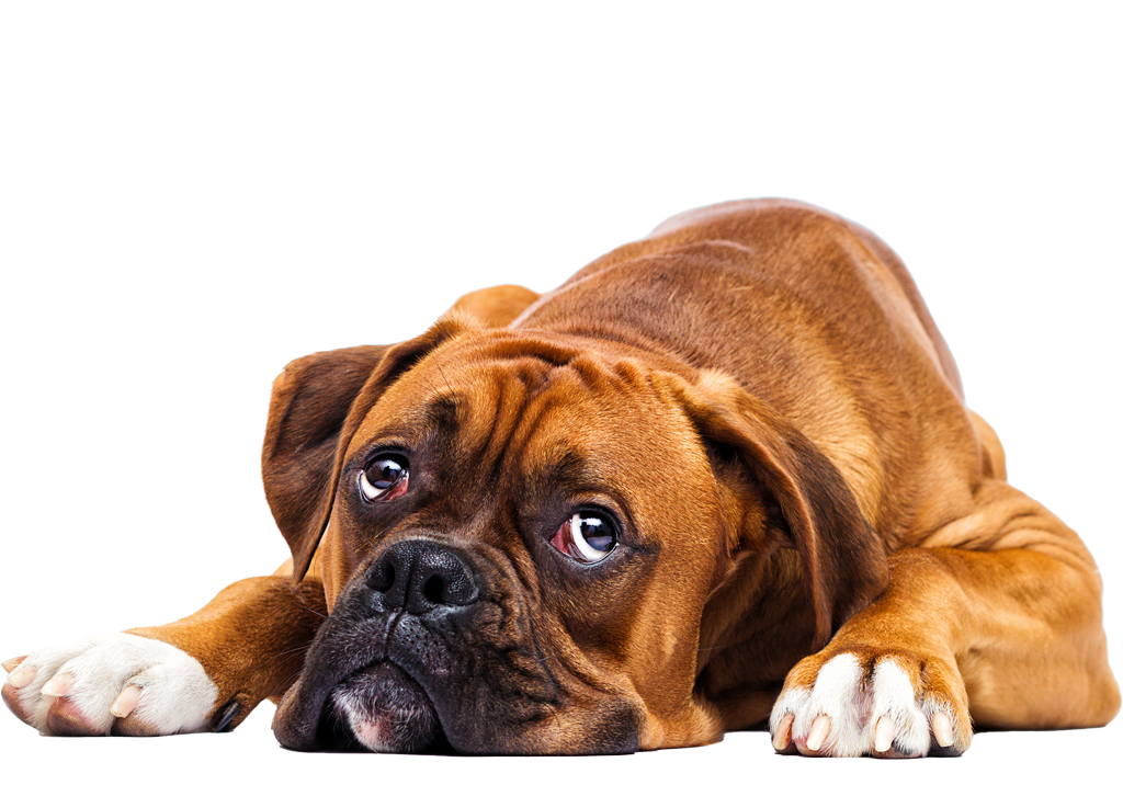 Erste Hilfe – Tierarztpraxis Heiner Krebber