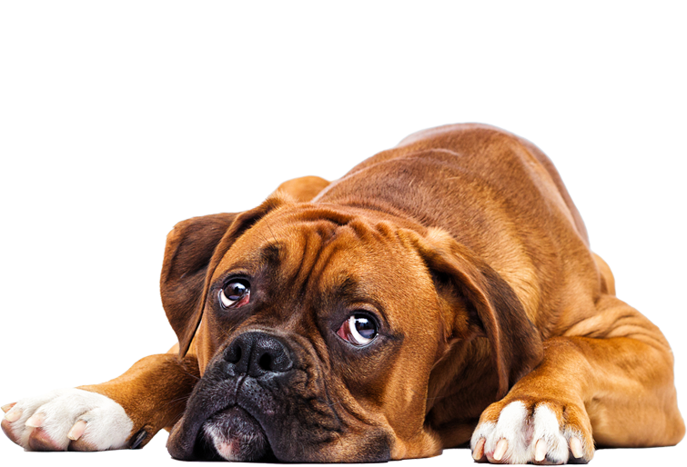 Erste Hilfe – Tierarztpraxis Heiner Krebber