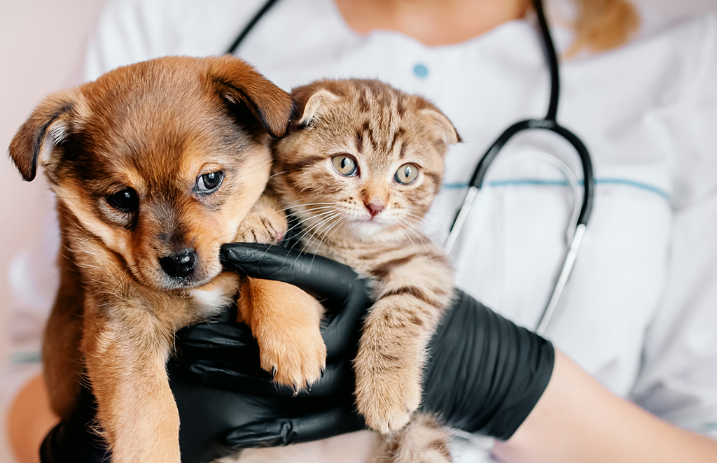 Kleintiere bei der Tierarztpraxis heiner Krebber